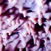 _D3S2236_klein