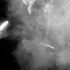 _DSC2007_klein