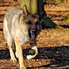 _DSC0831_klein