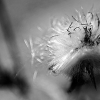 _DSC3714_klein