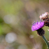 _D3S6803_klein