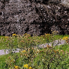 _DSC2816_klein