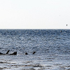 _DSC6079_klein