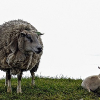 _DSC0129_klein